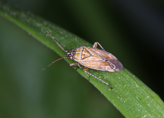 achyxyphus lineellus - Copyright Denis Bourgeois